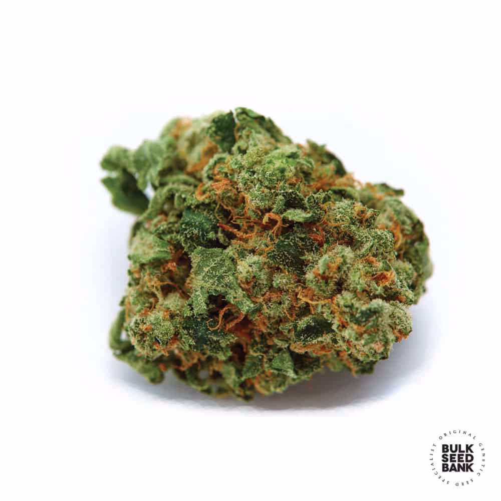 ¿Qué es Bud y para qué sirve?