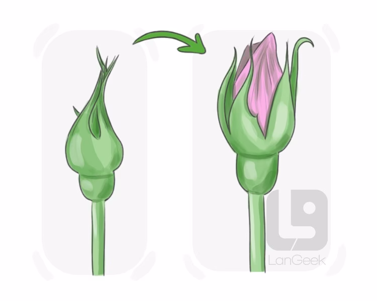 ¿Qué es Bud y para qué sirve?