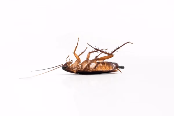 ¿Cómo subir el Dead Bug de nivel?