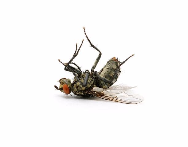 ¿Qué es el 'dead bug' o bicho muerto?