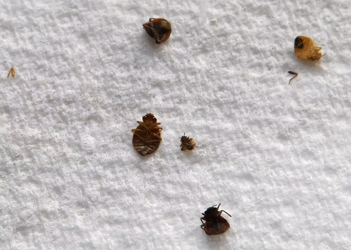 ¿Qué es el 'dead bug' o bicho muerto?