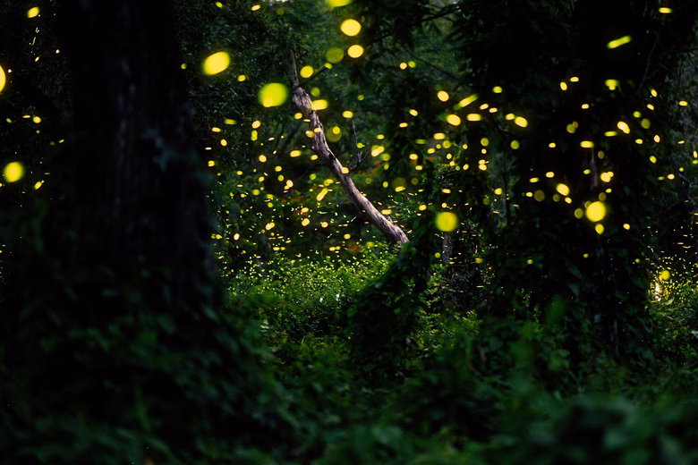 Why is light a trap for insects after dark?