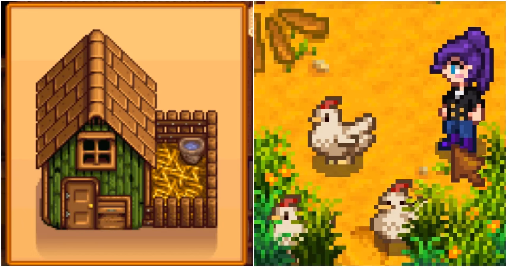What are the perks of a standard Coop In Stardew Valley?