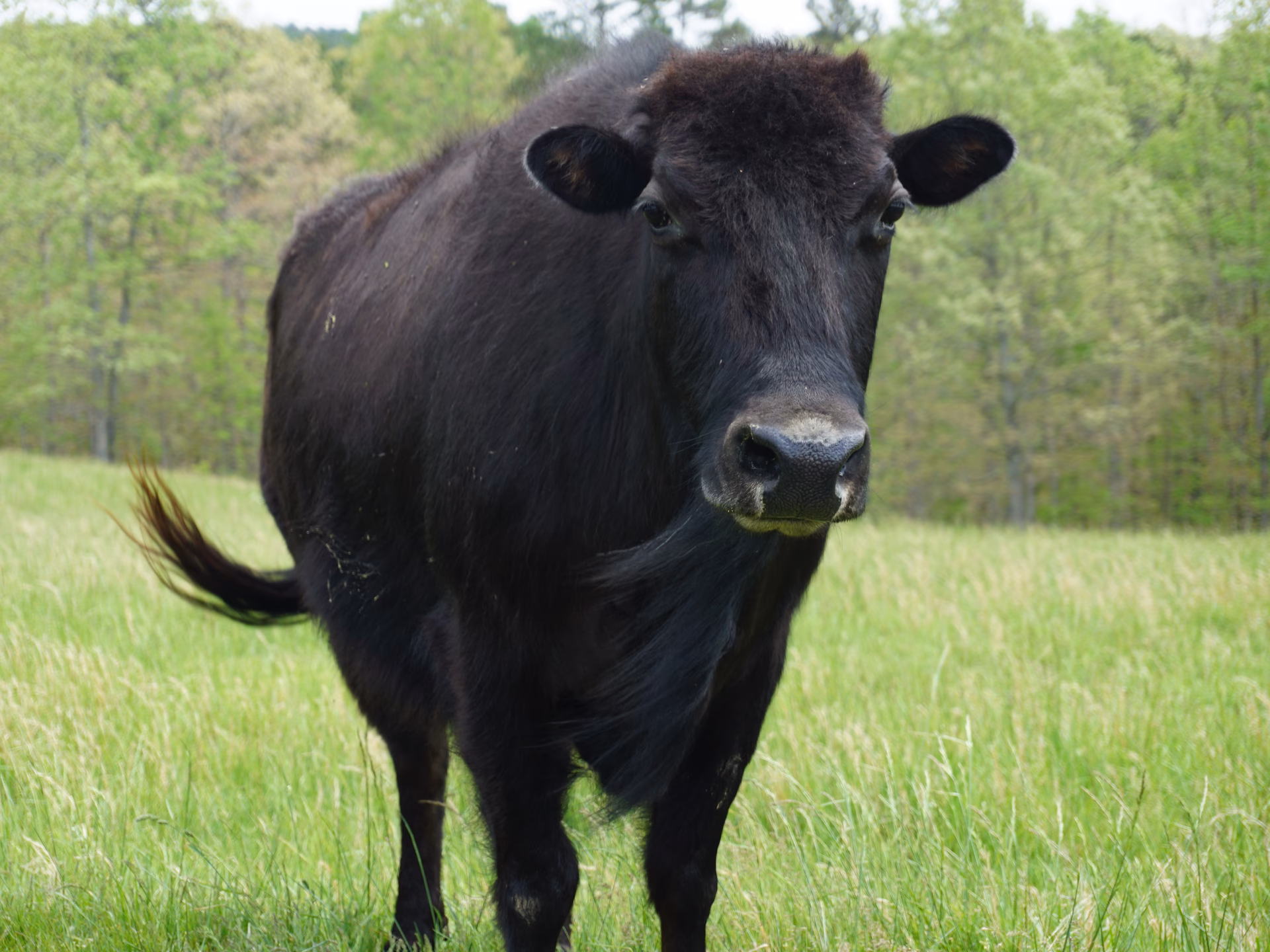 Is beefalo a male or female?