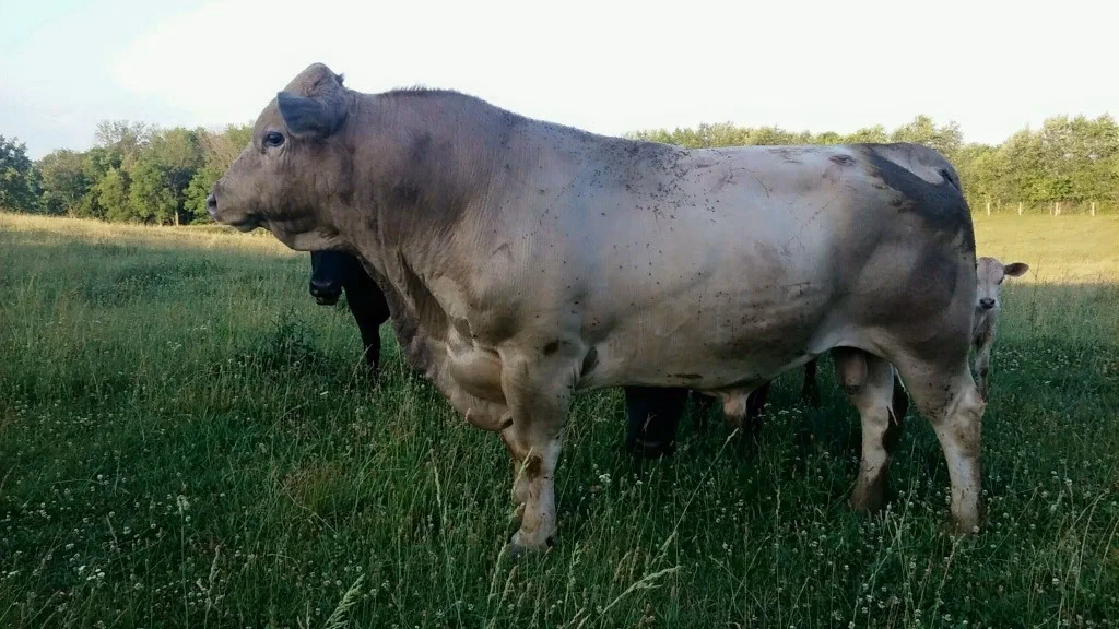 Is beefalo a male or female?