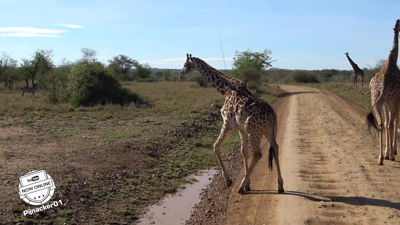 How do giraffes fight?