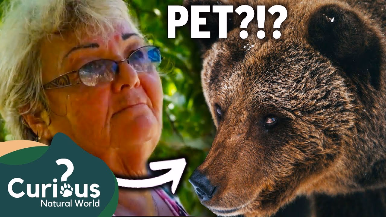 Can you have a bear as a pet?