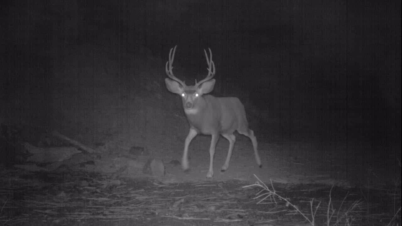 Can you hunt deer at night?
