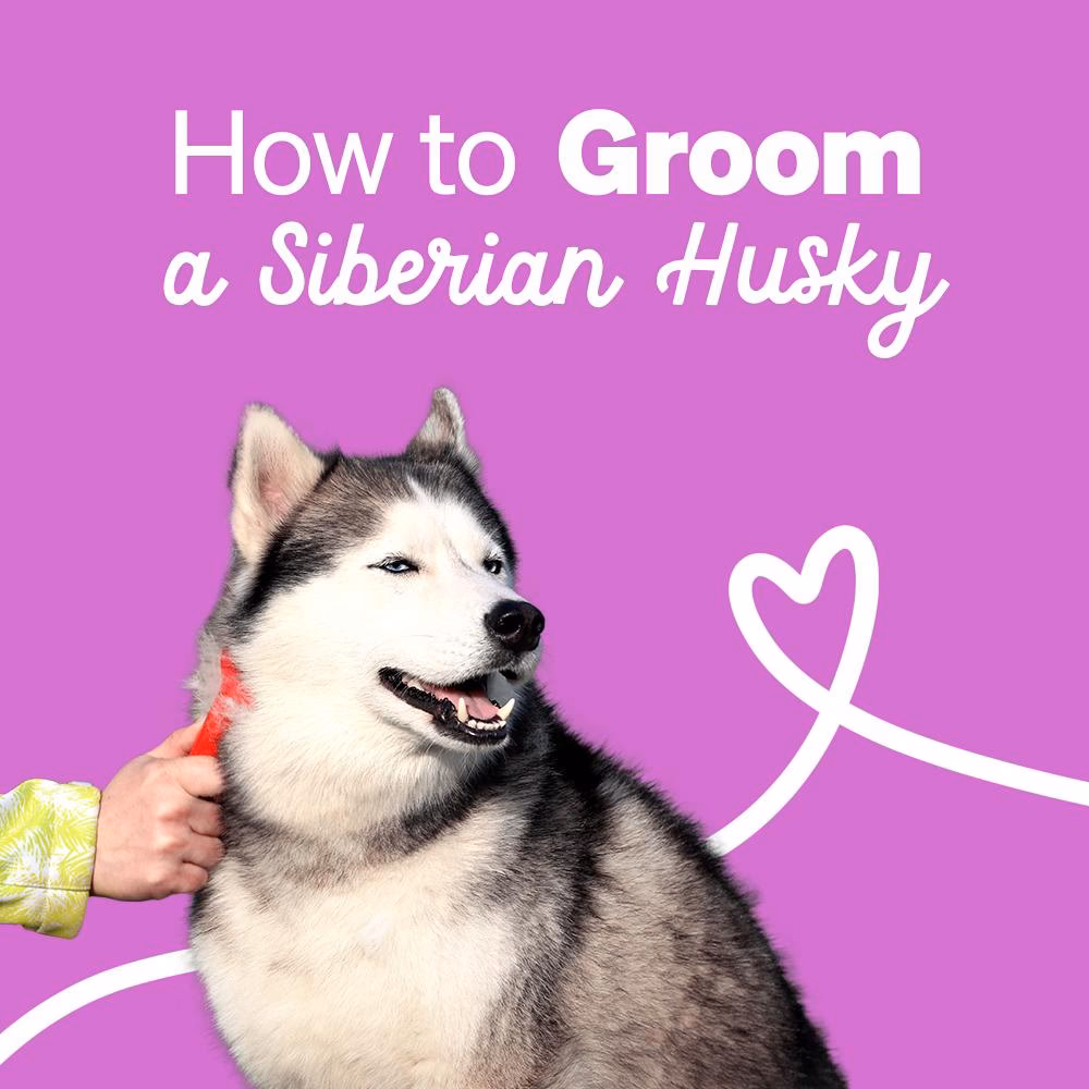 Should you groom a Siberian Husky?