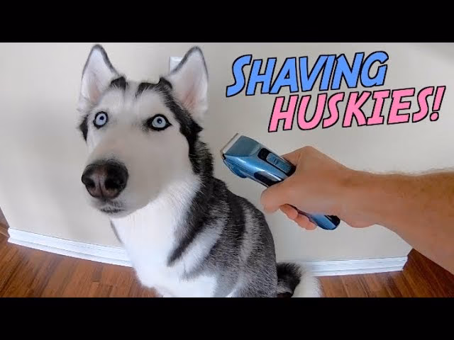 Can you cut a husky coat?