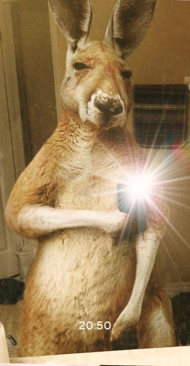 ¿Qué es el meme del canguro?