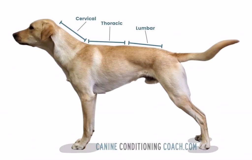 What is a canina dog?