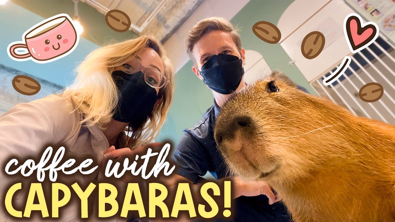 ¿Cuál es el estilo de vida del capibara?