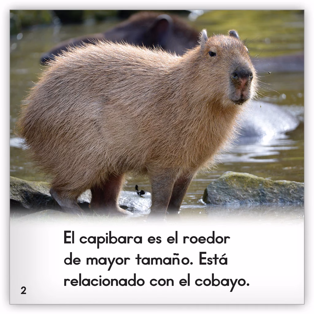 What is the Spanish name for a capybara?