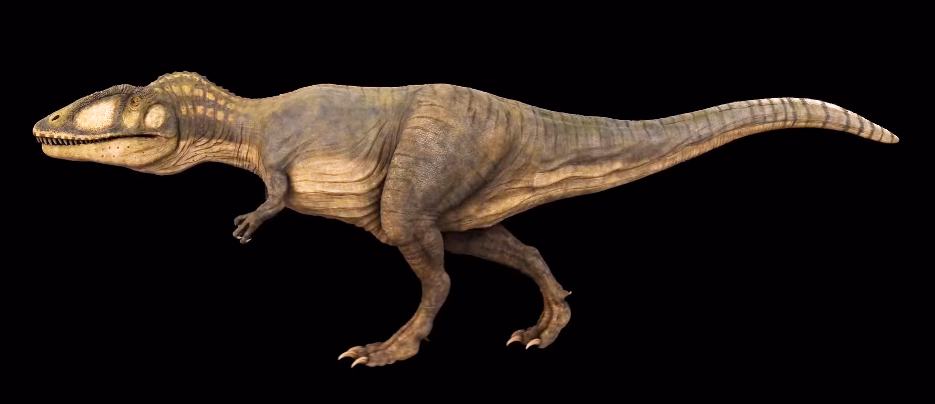 How many teeth did Carcharodontosaurus have?