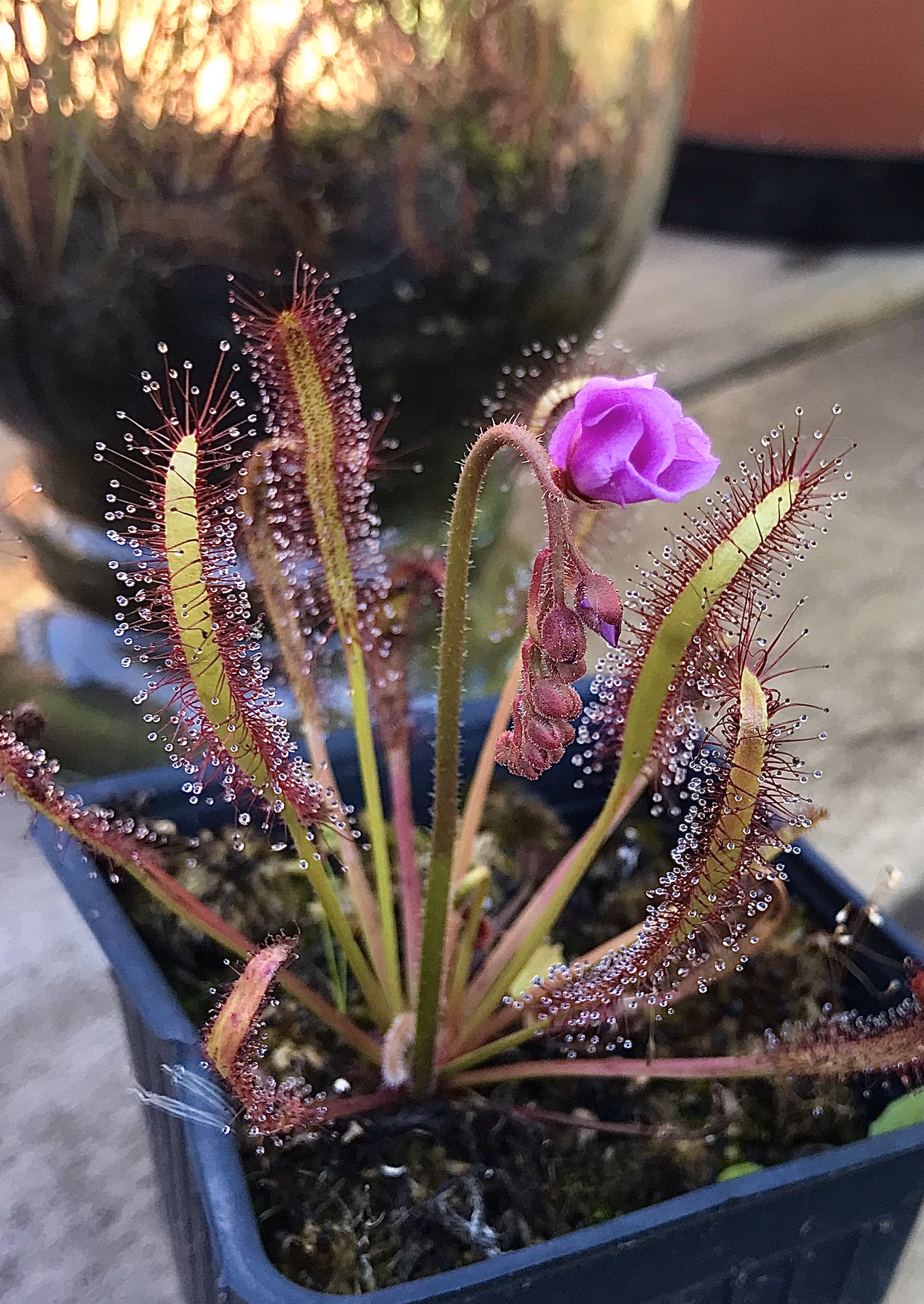 Where can I buy carnivorous plants online?