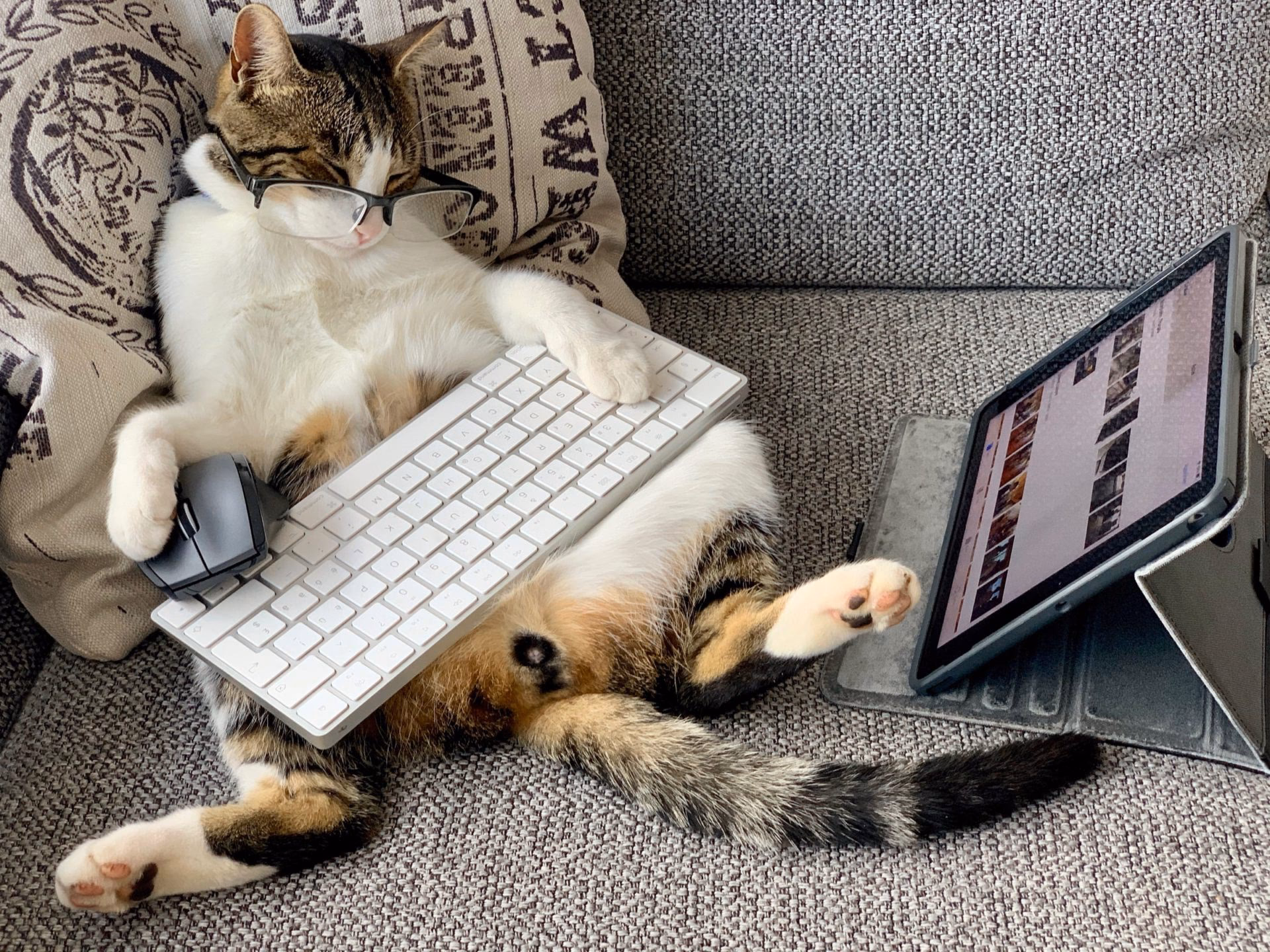 What is a cat piece code?