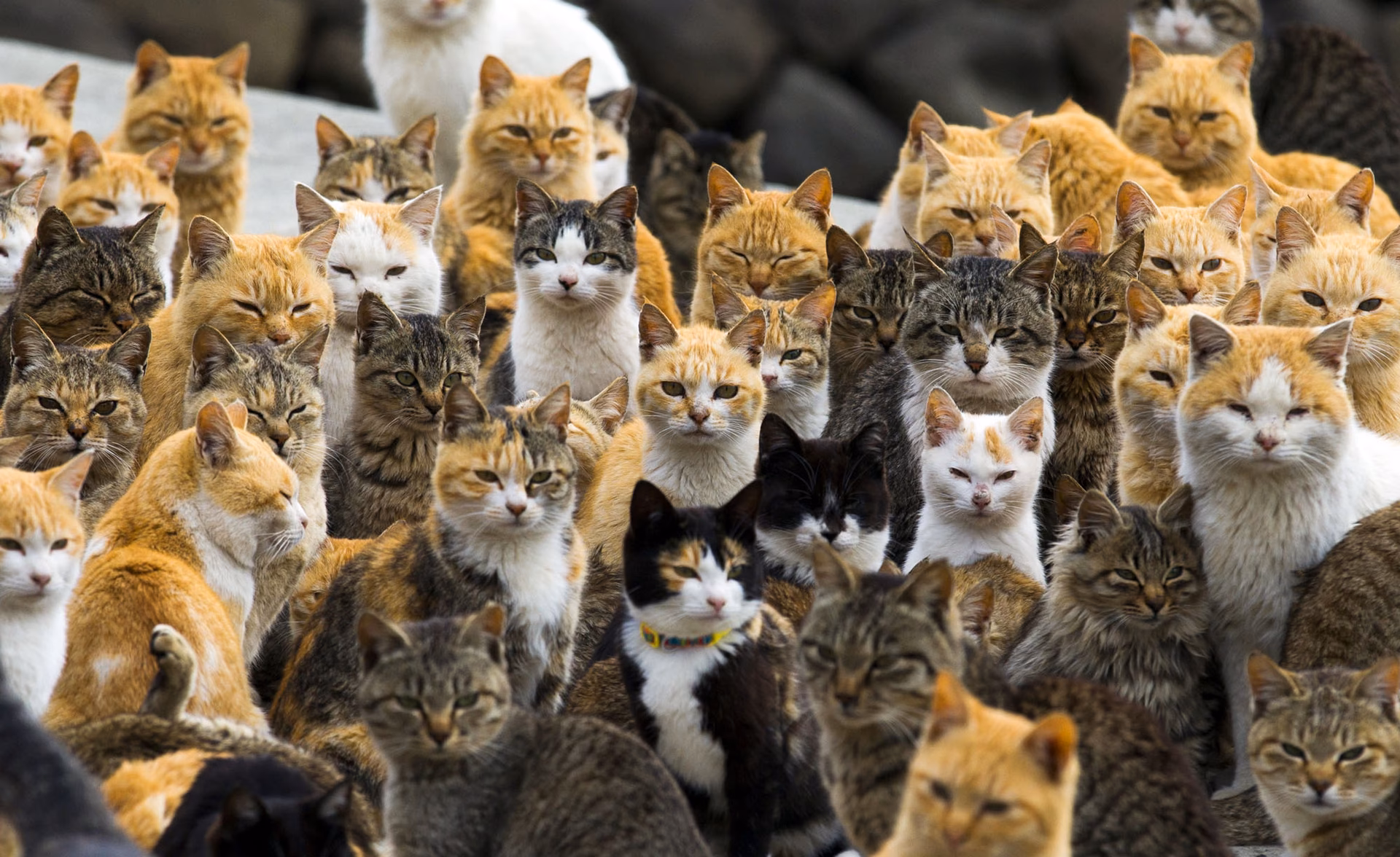 Are there any Japanese cat breeds in Japan?