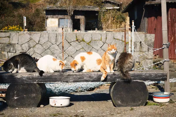 Where do Japanese cats live?