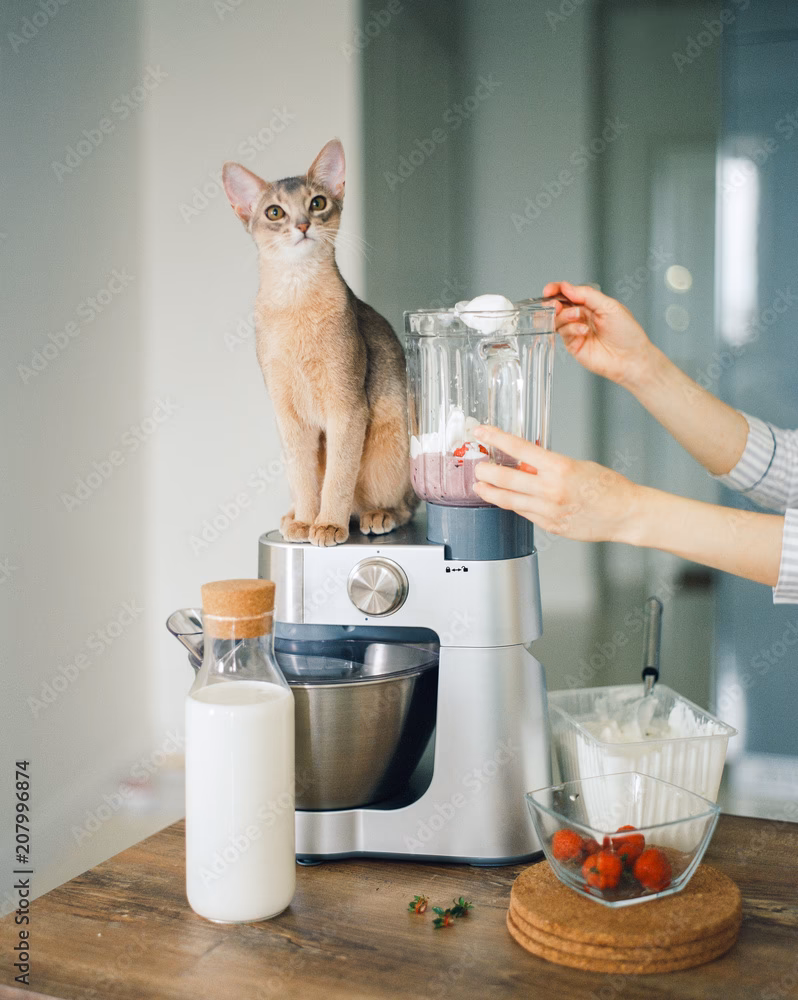 What happened to a cat in a blender?