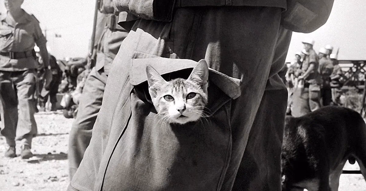 Did cats survive World War II?