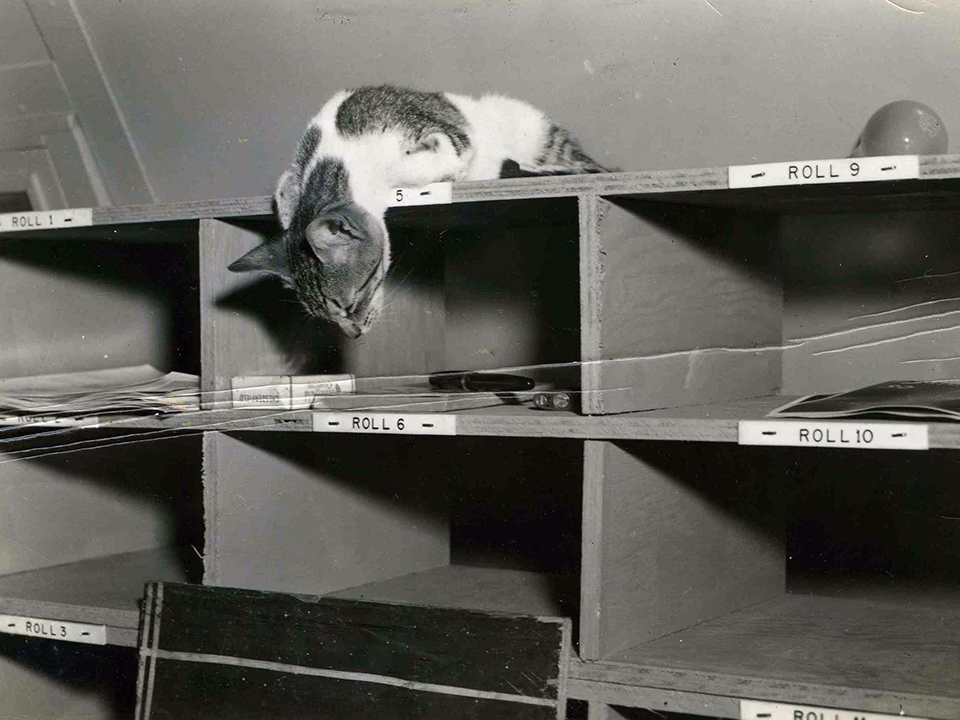 What if there were cats in World War 1?