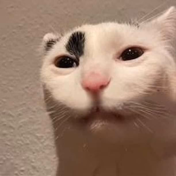 Where can I find ideas for meme cats funny faces?