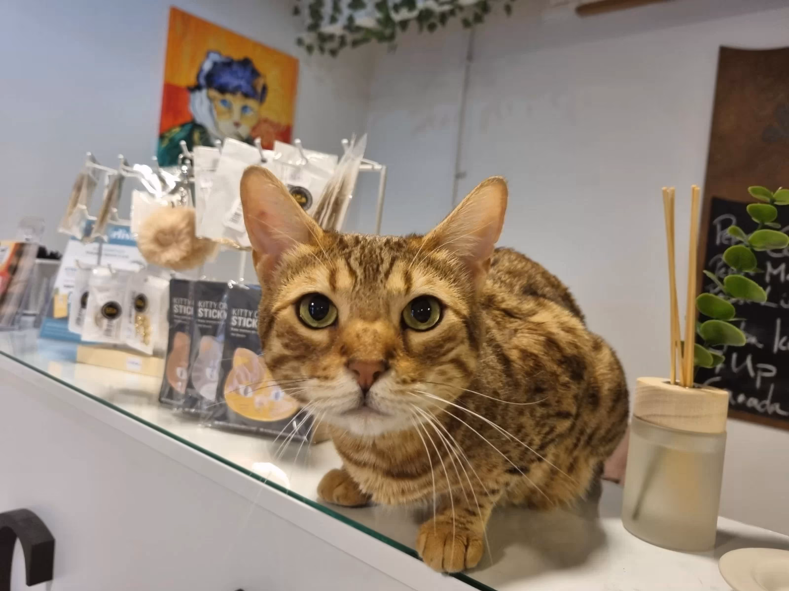 Is there a cat museum in Ohio?
