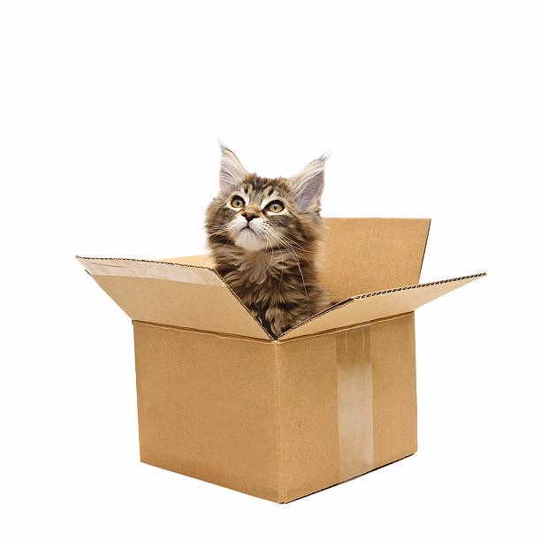 What is Box Cat?