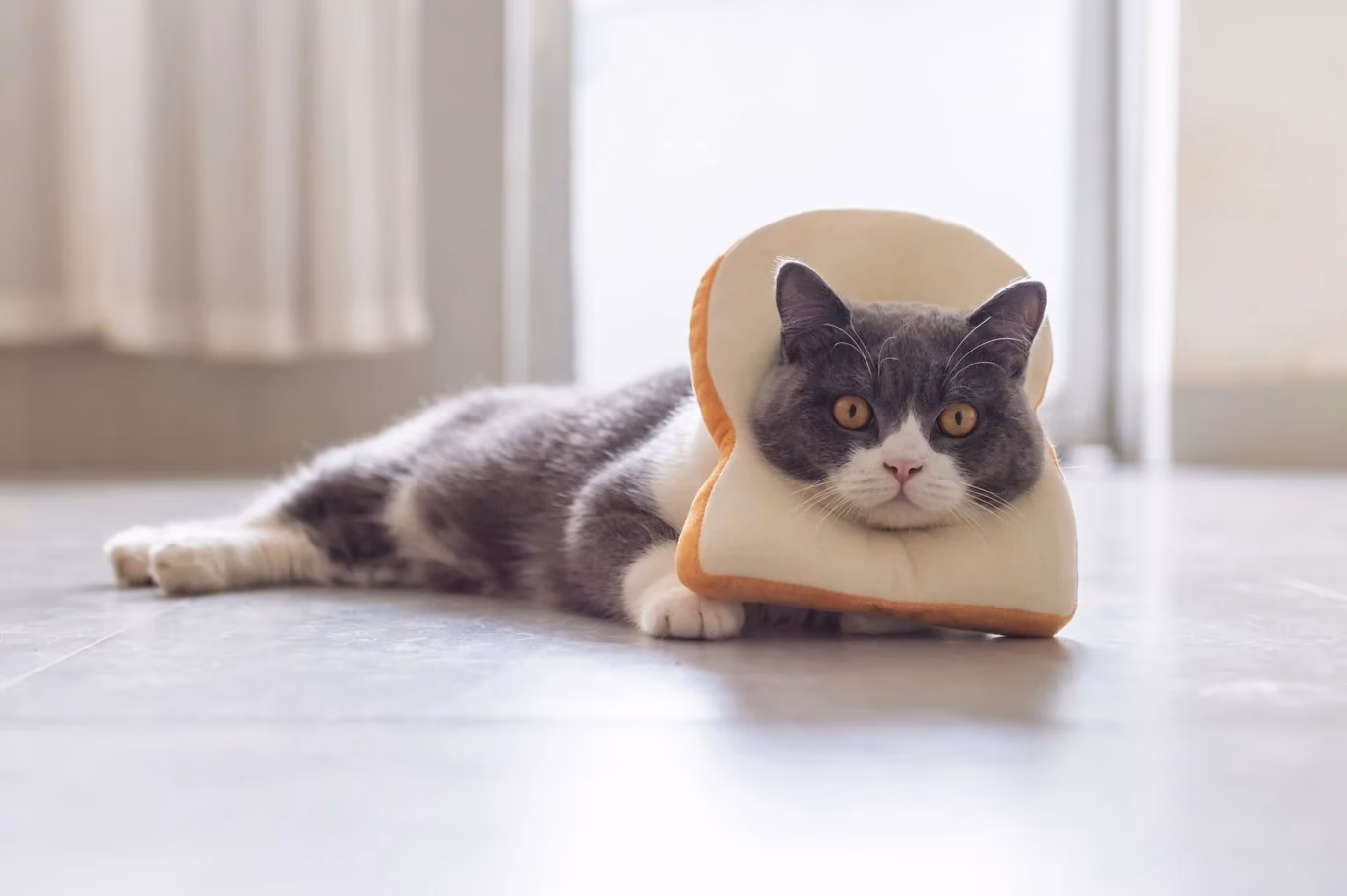 Can cats eat toasted bread?