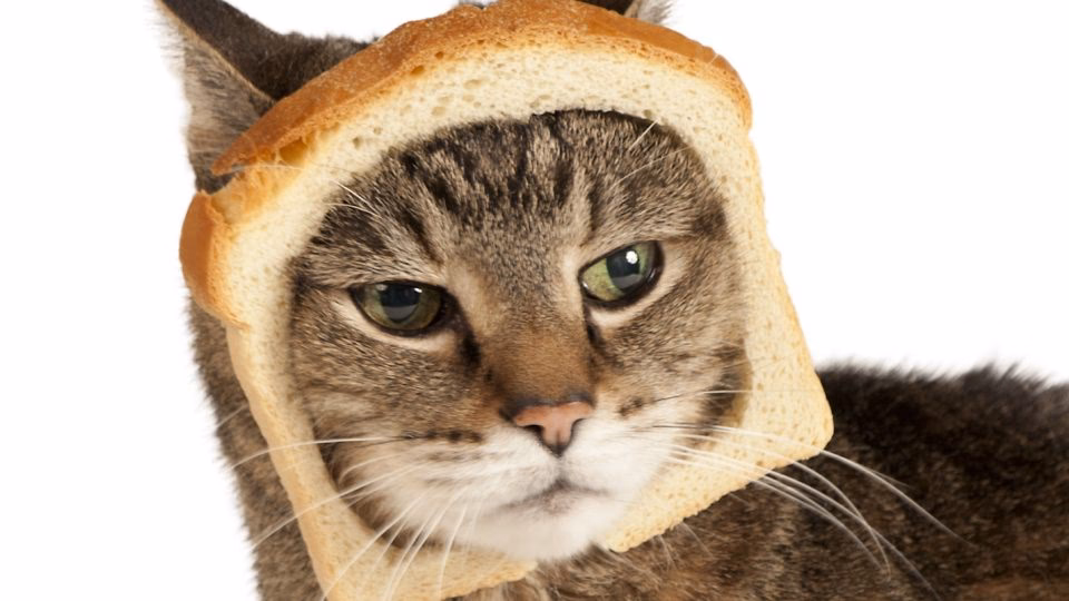 Can cats bake bread?