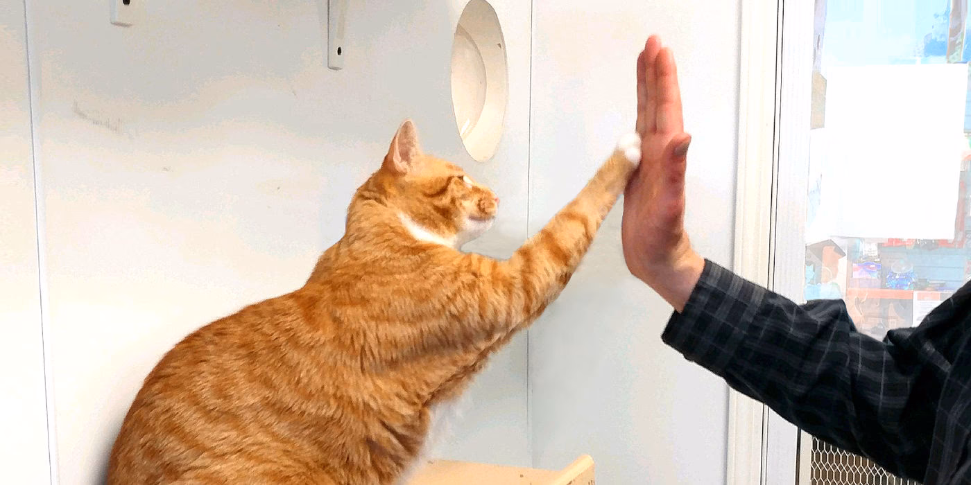 What is cats cranial adjusting workshop?