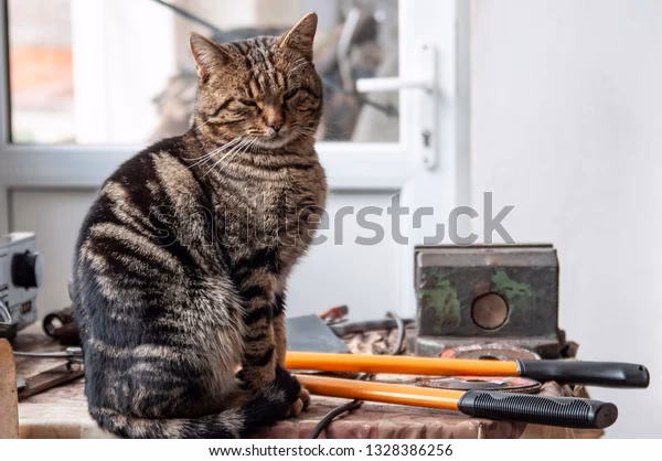 What is X - X Cat machinery workshop manual?