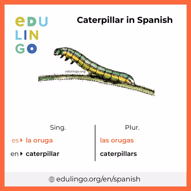 Is a butterfly a caterpillar?