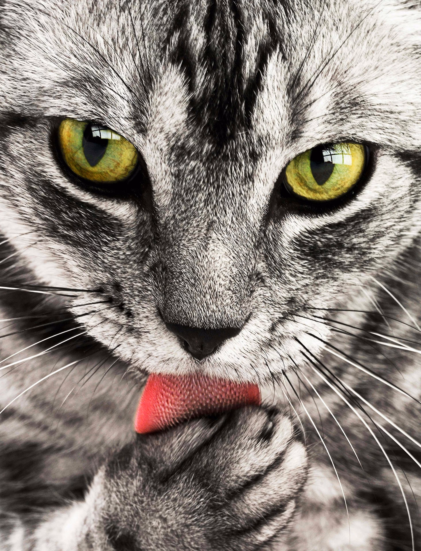 How many cat wallpaper stock photos are there?