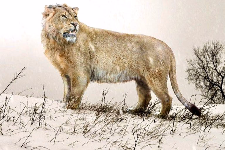 Is the Eurasian cave lion a lion?