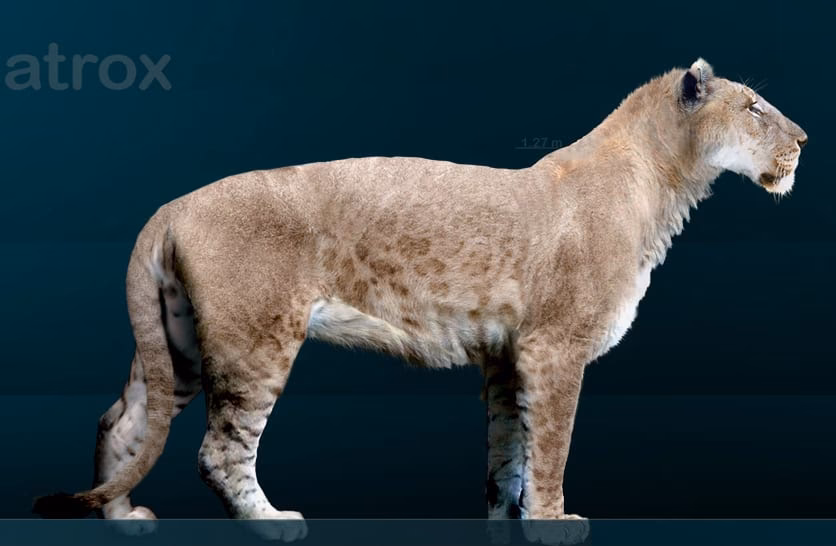 Did a cave lion have a mane?