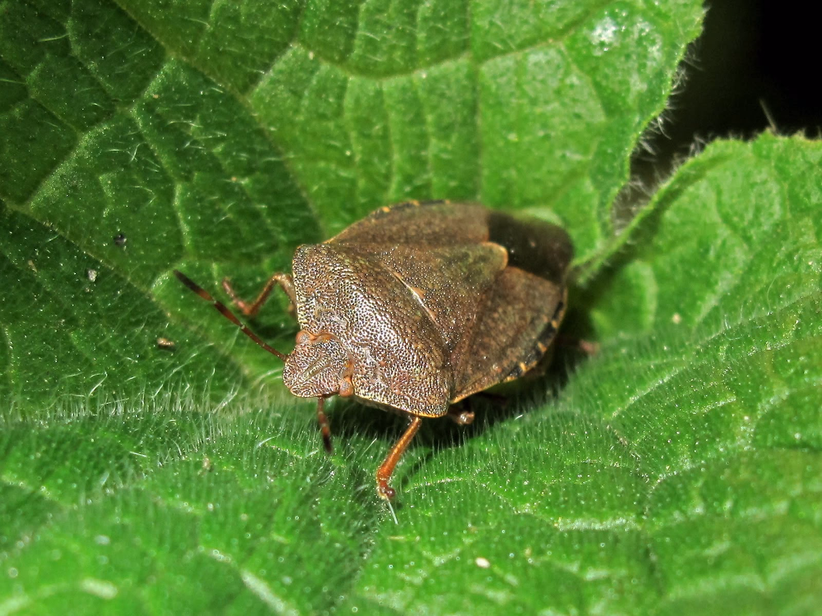 Are chameleons parasitic?