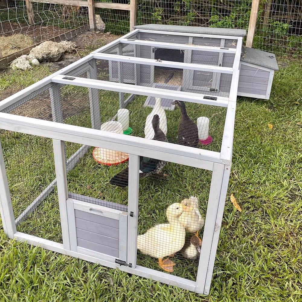 Do hens need a run?