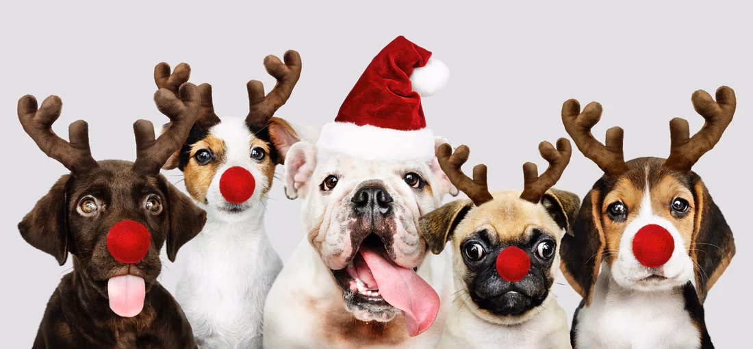 How do dogs celebrate Christmas?