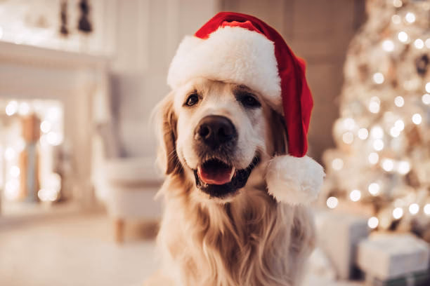 How do dogs celebrate Christmas?