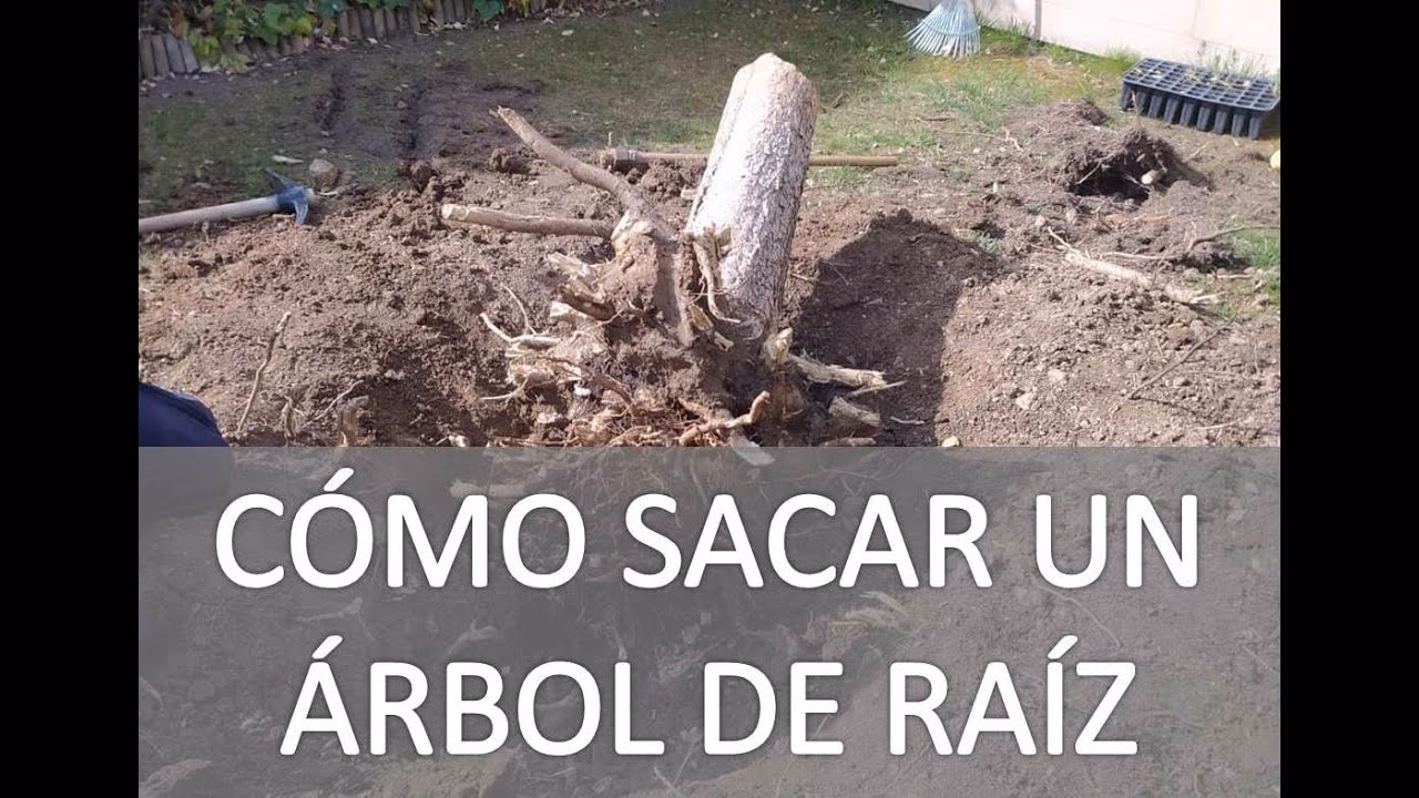 ¿Cómo separar las raíces de un árbol?