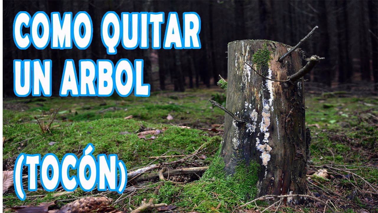 ¿Cómo preparar un árbol para su manejo correcto?