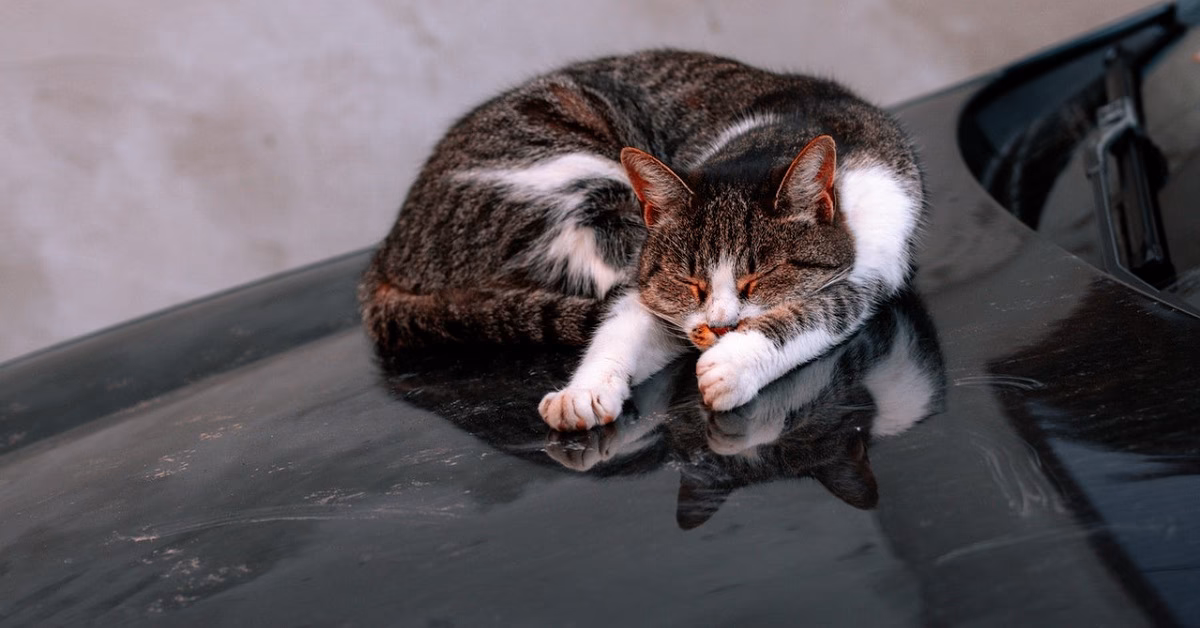Where can I find flower cat in Crash Fever?