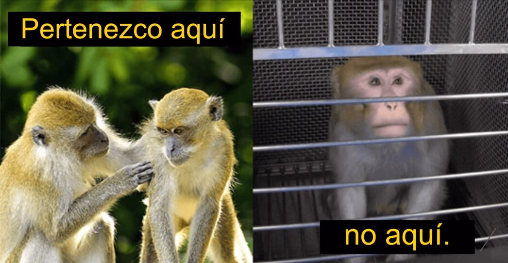 ¿Cómo viven los monos?