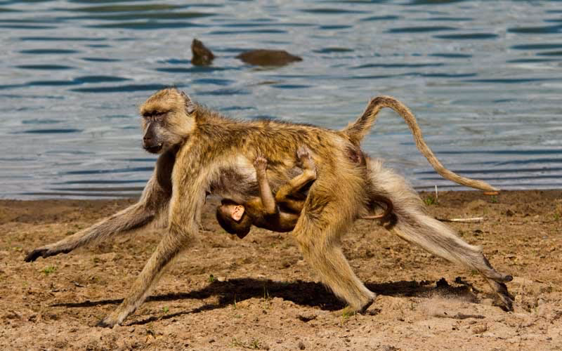 ¿Cómo viven los monos?