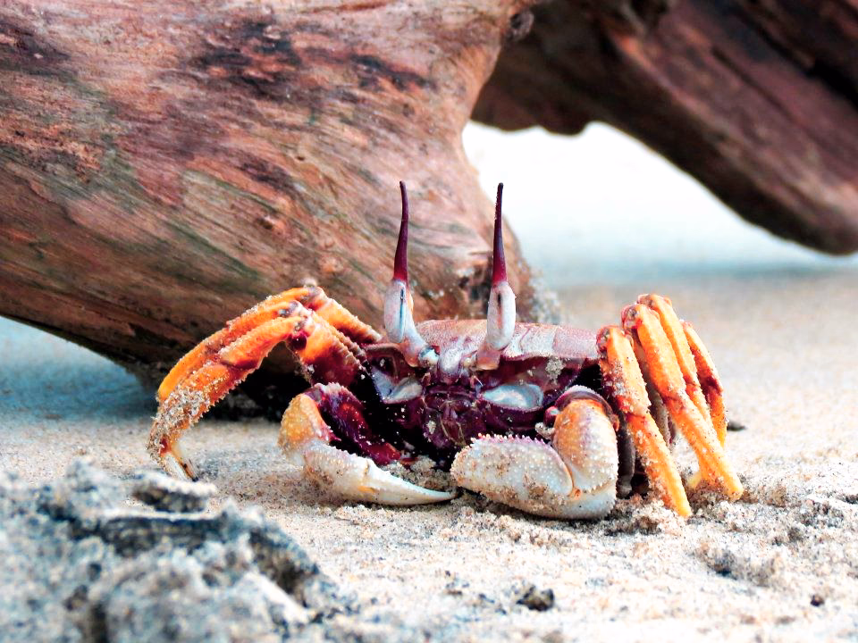 ¿Cuál es la misión de Crabs?