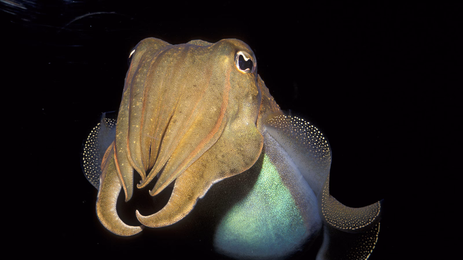 What are some interesting facts about cuttlefish?