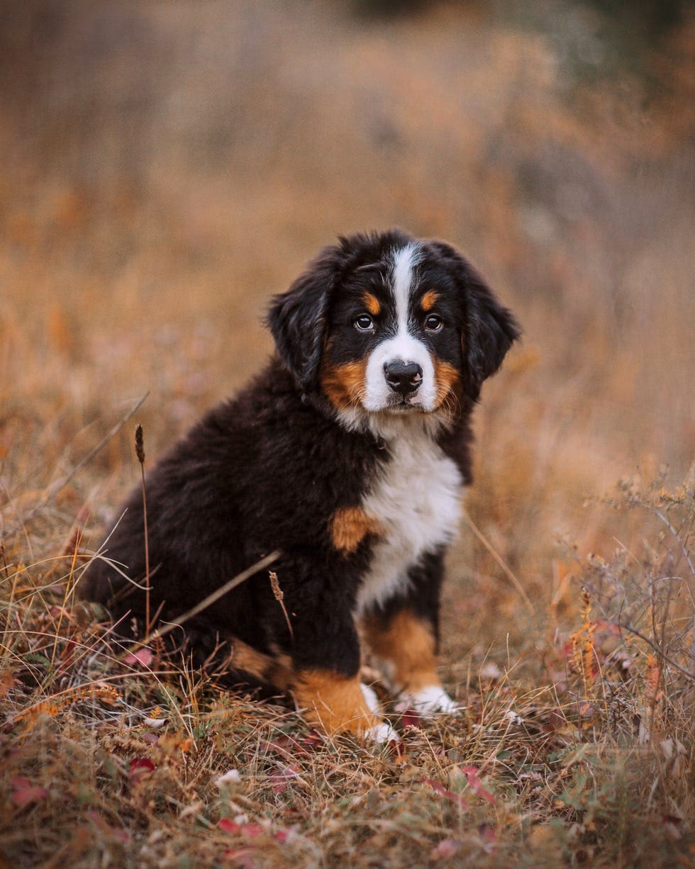 Are all dogs cute?