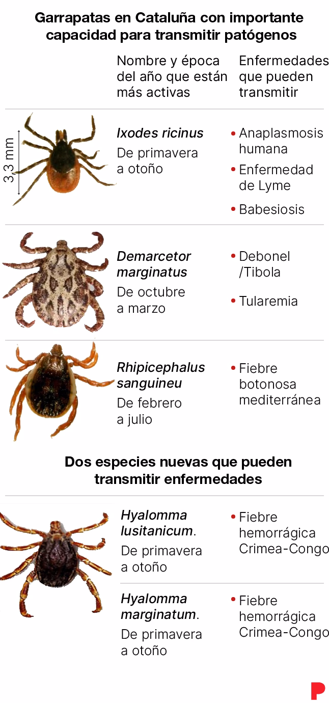 ¿Cómo se reproducen las garrapatas?